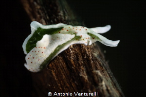 Elysia nudibranch_July 2026
(Canon RF100,1/200,f13,iso100) by Antonio Venturelli 